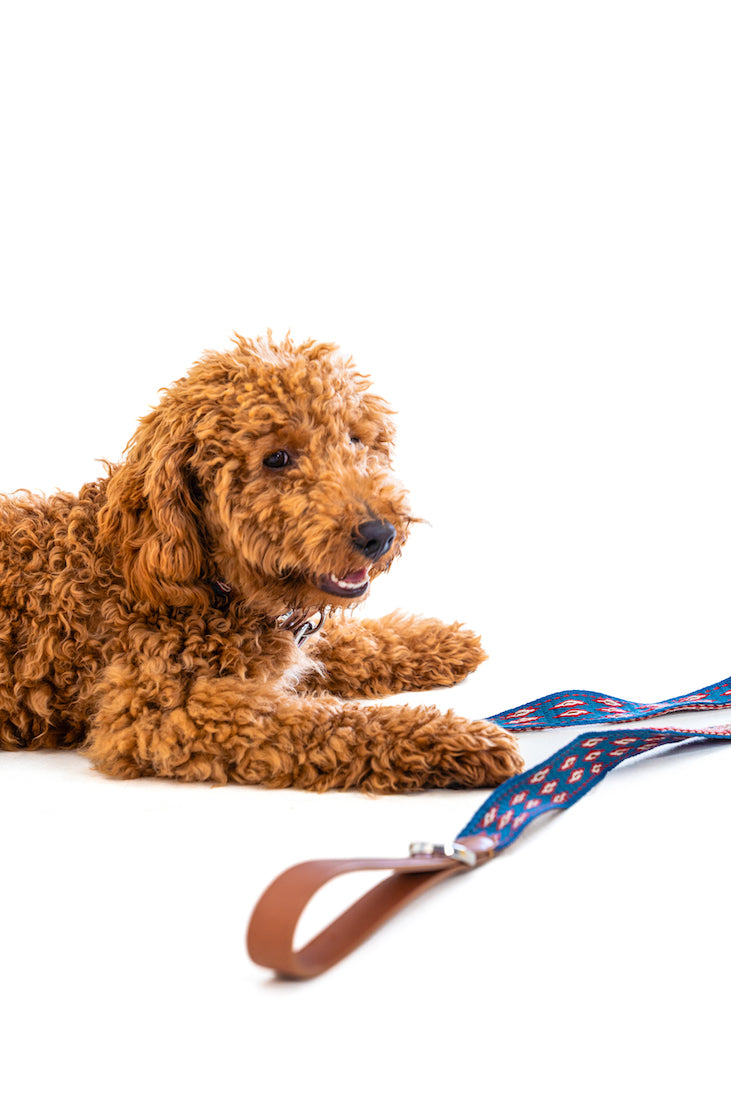 Dog leash Amal ocean