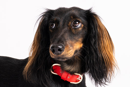 Hundehalsband Classy red - gold