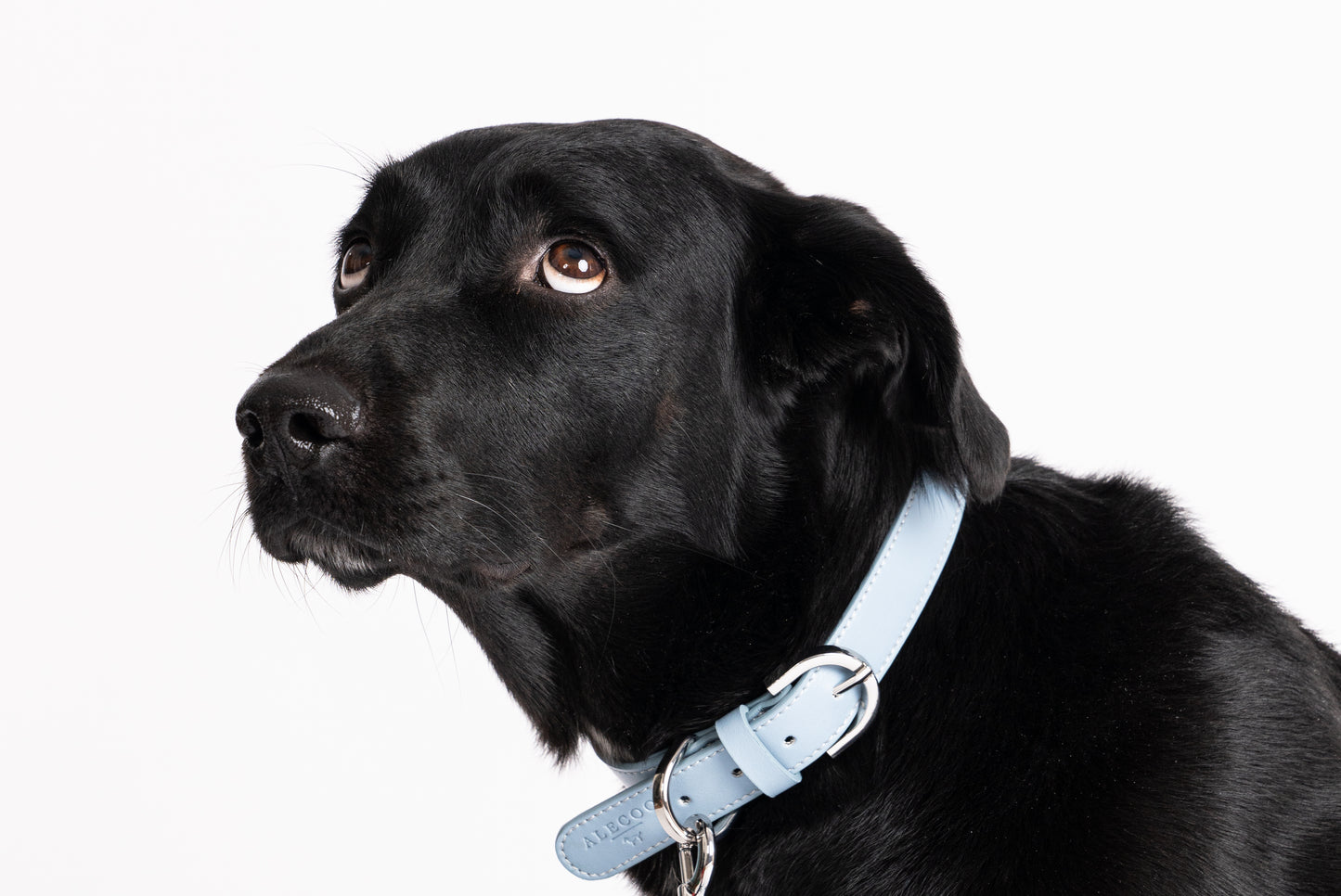 Hundehalsband Classy ice - silver