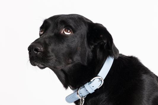 Hundehalsband Classy light blue - silber