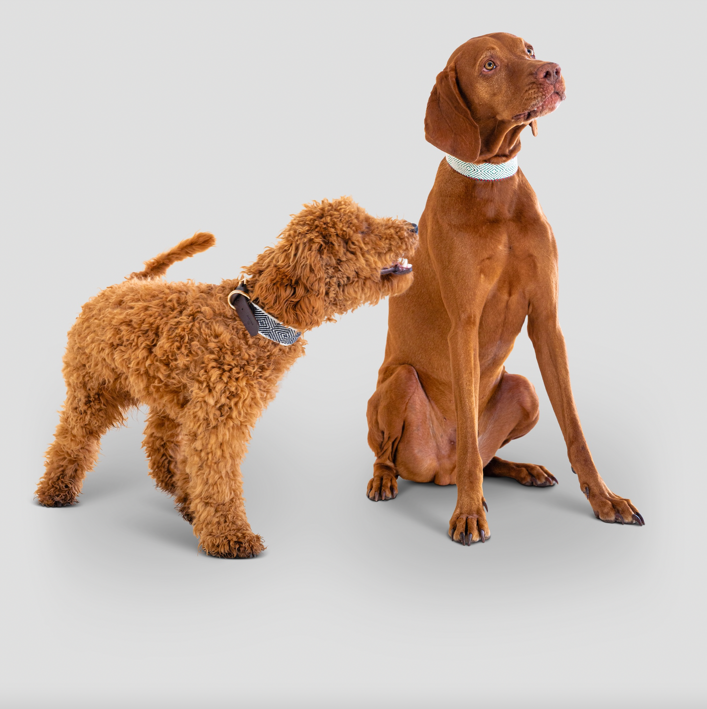 Hundehalsband Aponi green
