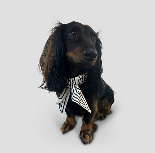 Dog collar Twilly Stripes - offwhite