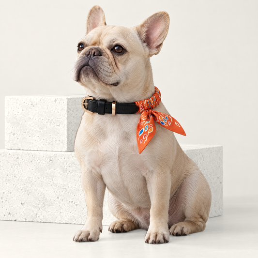 Twilly-Halsband Celeste Dune orange am Hund