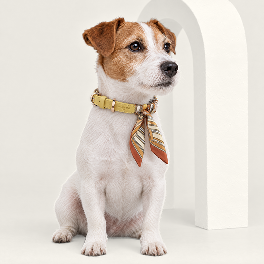 Hundehalsband Twilly Palazzo von ALECOO am Jack Russell