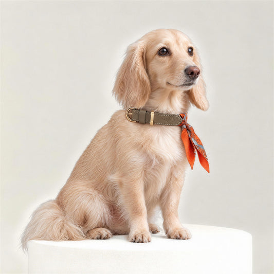 Hundehalsband Twilly Paris orange am Dackel