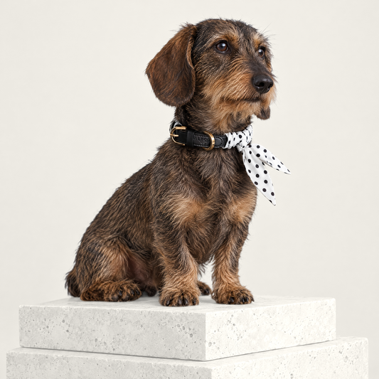 Twilly-Halsband Polka Dots weiß am Hund
