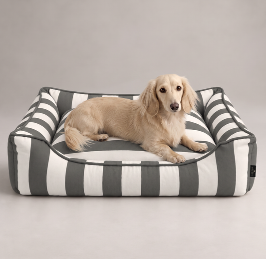 Cream dachshund lying in the dog bed Stripes dark grey by ALECOO