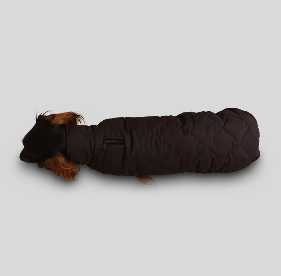 Dachshund coat Cortina - black