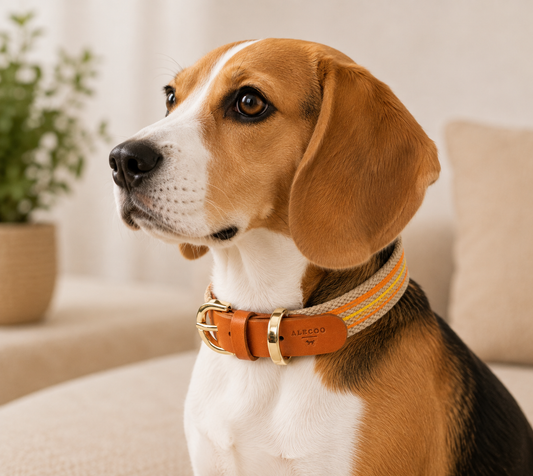 Dog Collar CANVAS - sol