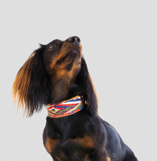 Hundehalsband Ananda rainbow