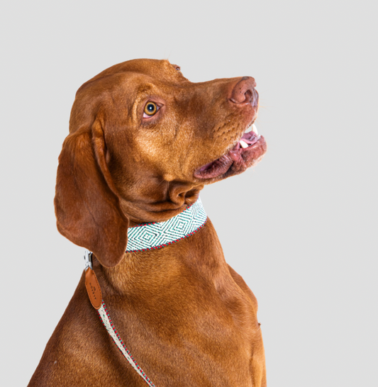 Dog collar Aponi green