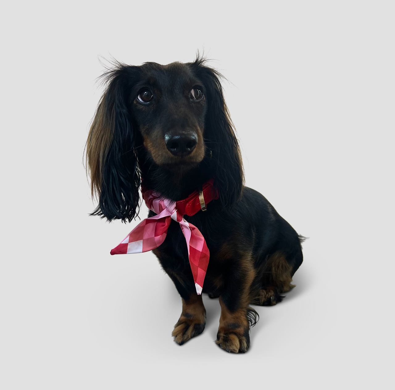 Hundehalsband Twilly square- red
