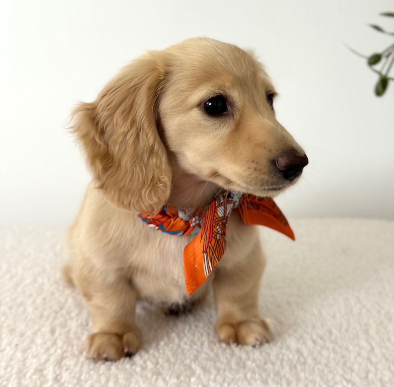 Hundehalsband Twilly Paris - orange