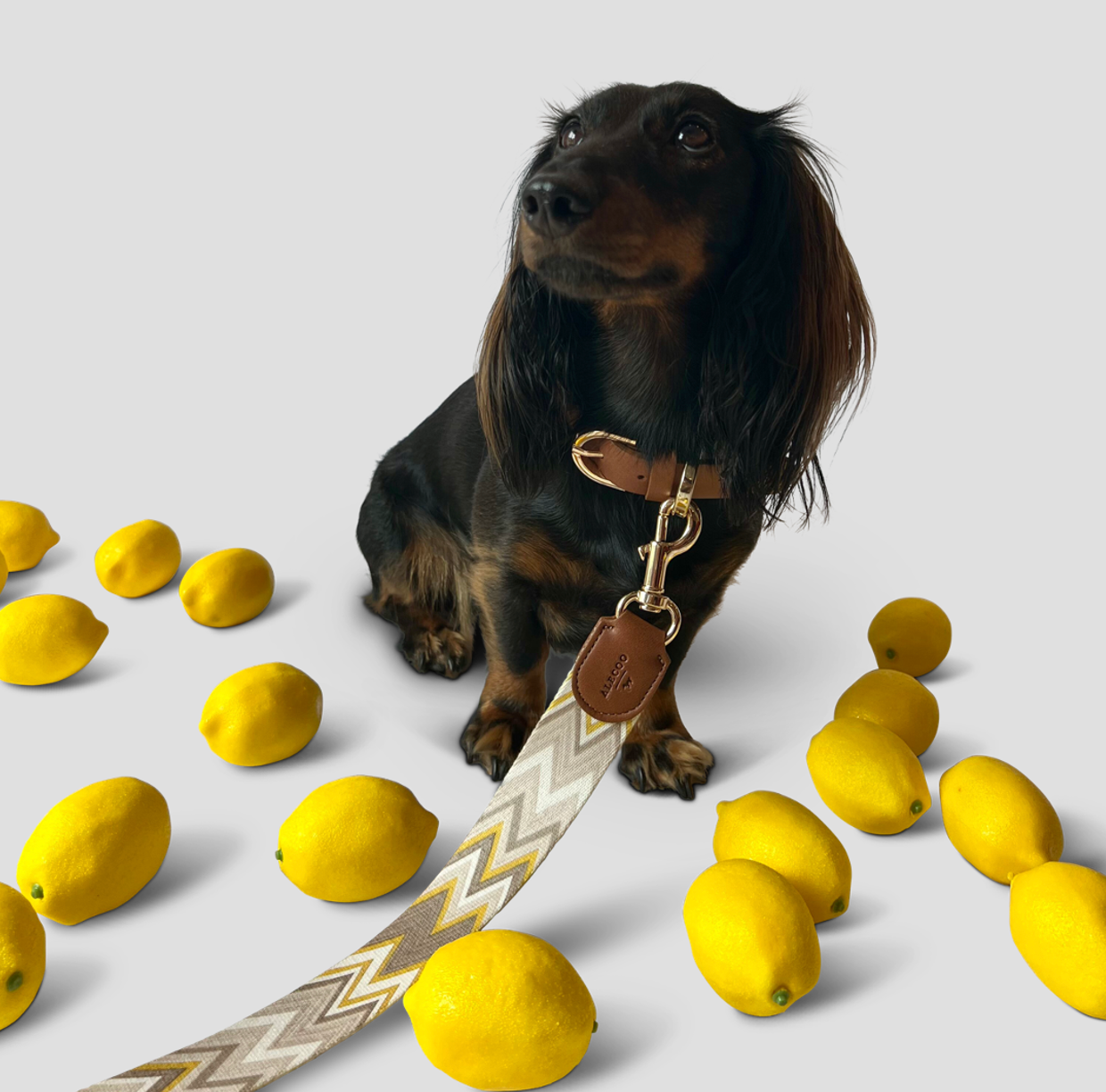 Hundehalsband Chevron Citron