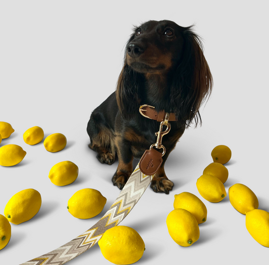 dog collar Chevron Citron