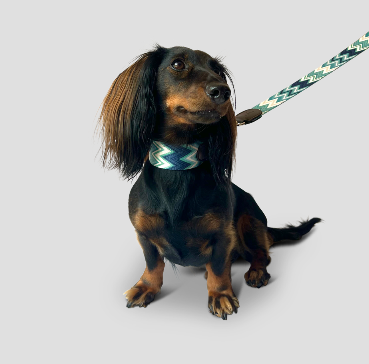 Hundehalsband Chevron Azure
