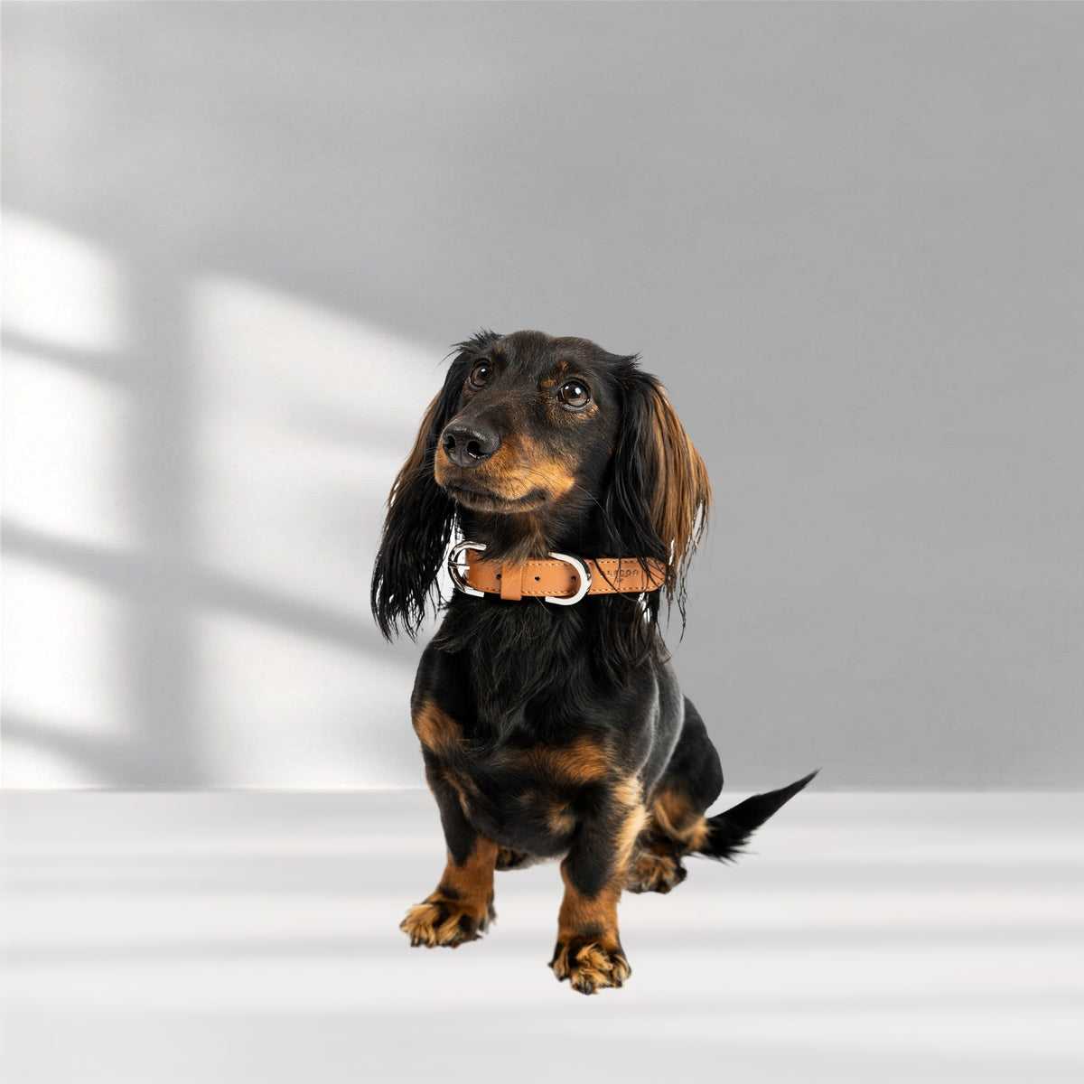 Hundehalsband Classy cognac - silber, getragen von Dackel Cookie