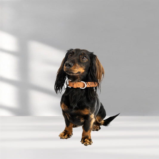 Hundehalsband Classy cognac - silber, getragen von Dackel Cookie