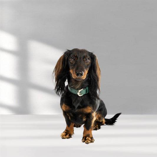 Hundehalsband Classy dark green - gold, getragen von Dackel Cookie