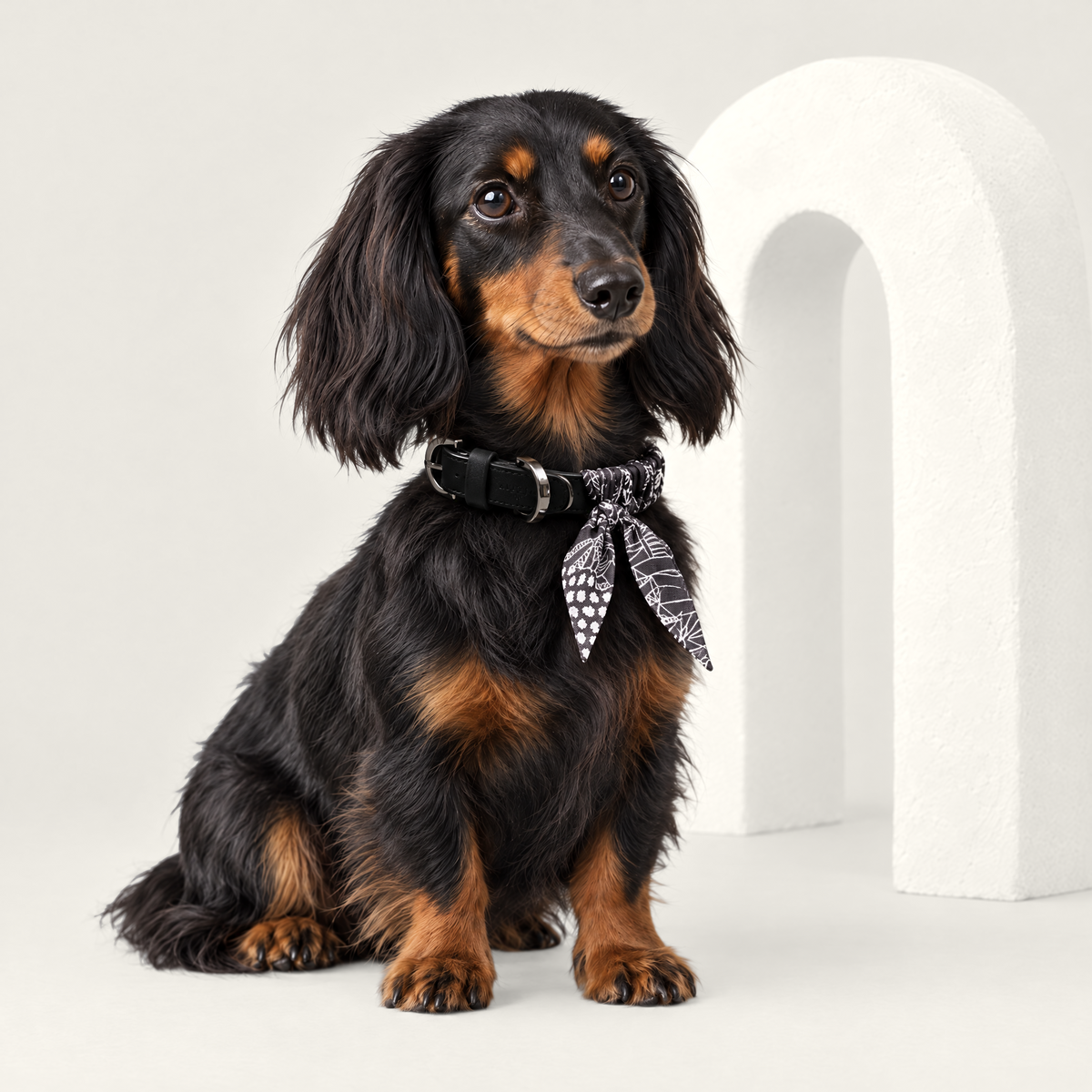 Hundehalsband Twilly Elysian Noir von ALECOO am Dackel