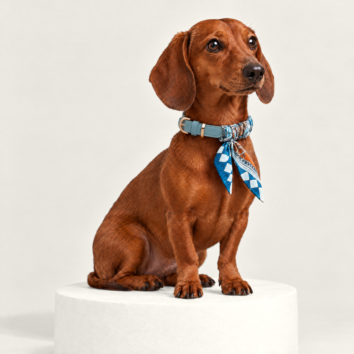 Hundehalsband Twilly Majorelle von ALECOO am Dackel