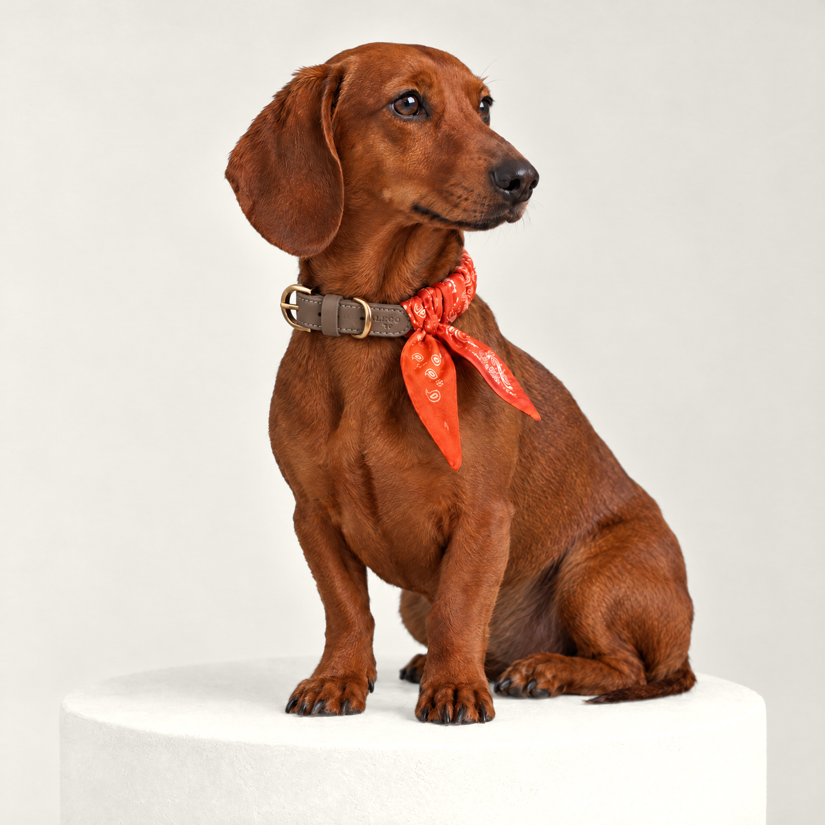 Twilly-Halsband Paisley orange am Hund