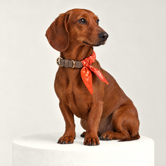 Twilly-Halsband Paisley orange am Hund