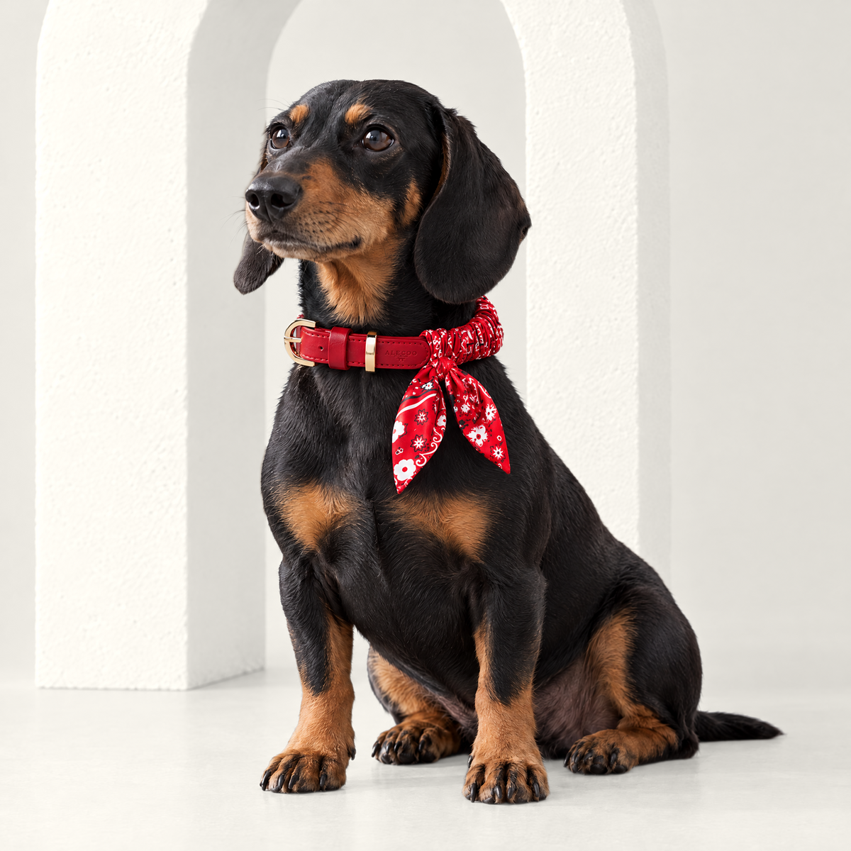 Twilly-Halsband Paisley rot am Hund
