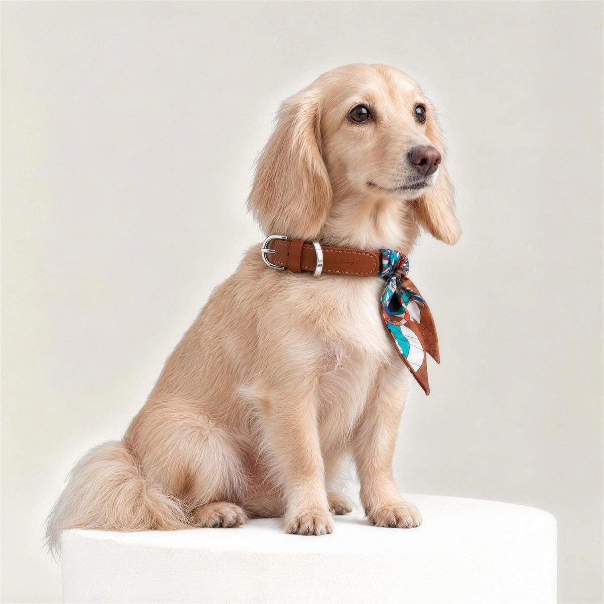 Hundehalsband Twilly Paris Éclat am Dackel