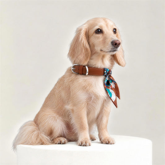 Hundehalsband Twilly Paris Éclat am Dackel