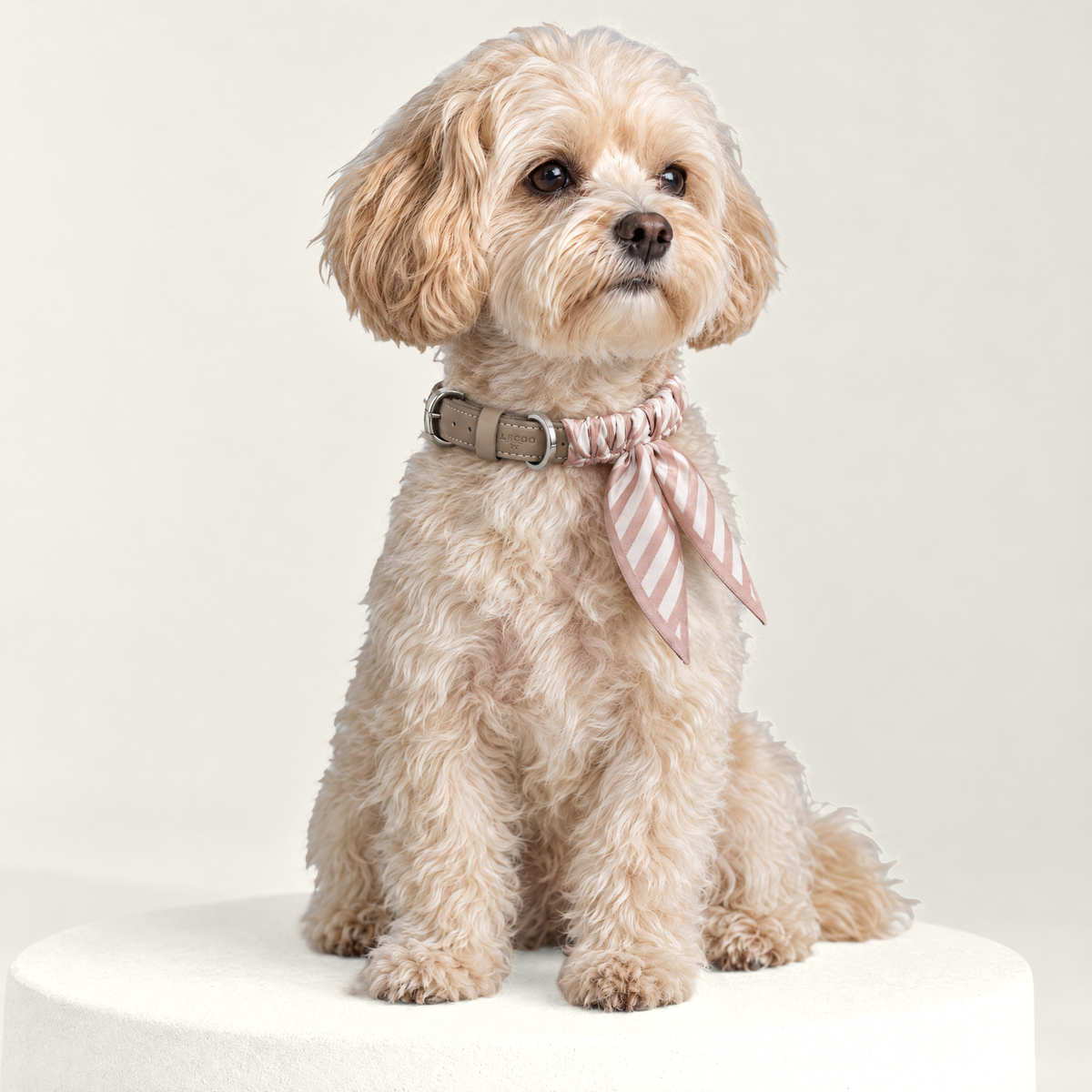 Twilly-Halsband Stripes puder am Hund