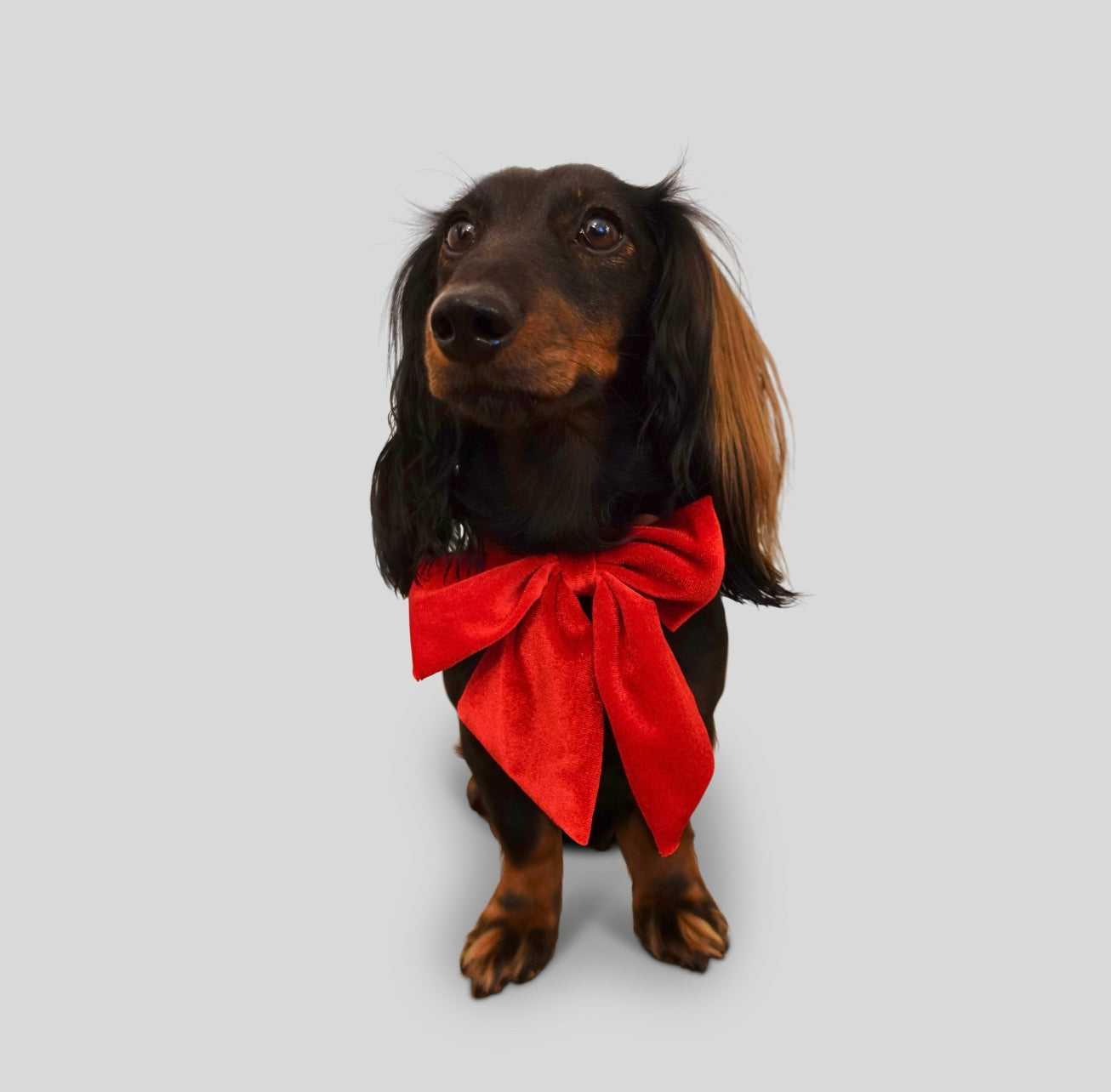 Hundehalsband velvet Bow - red