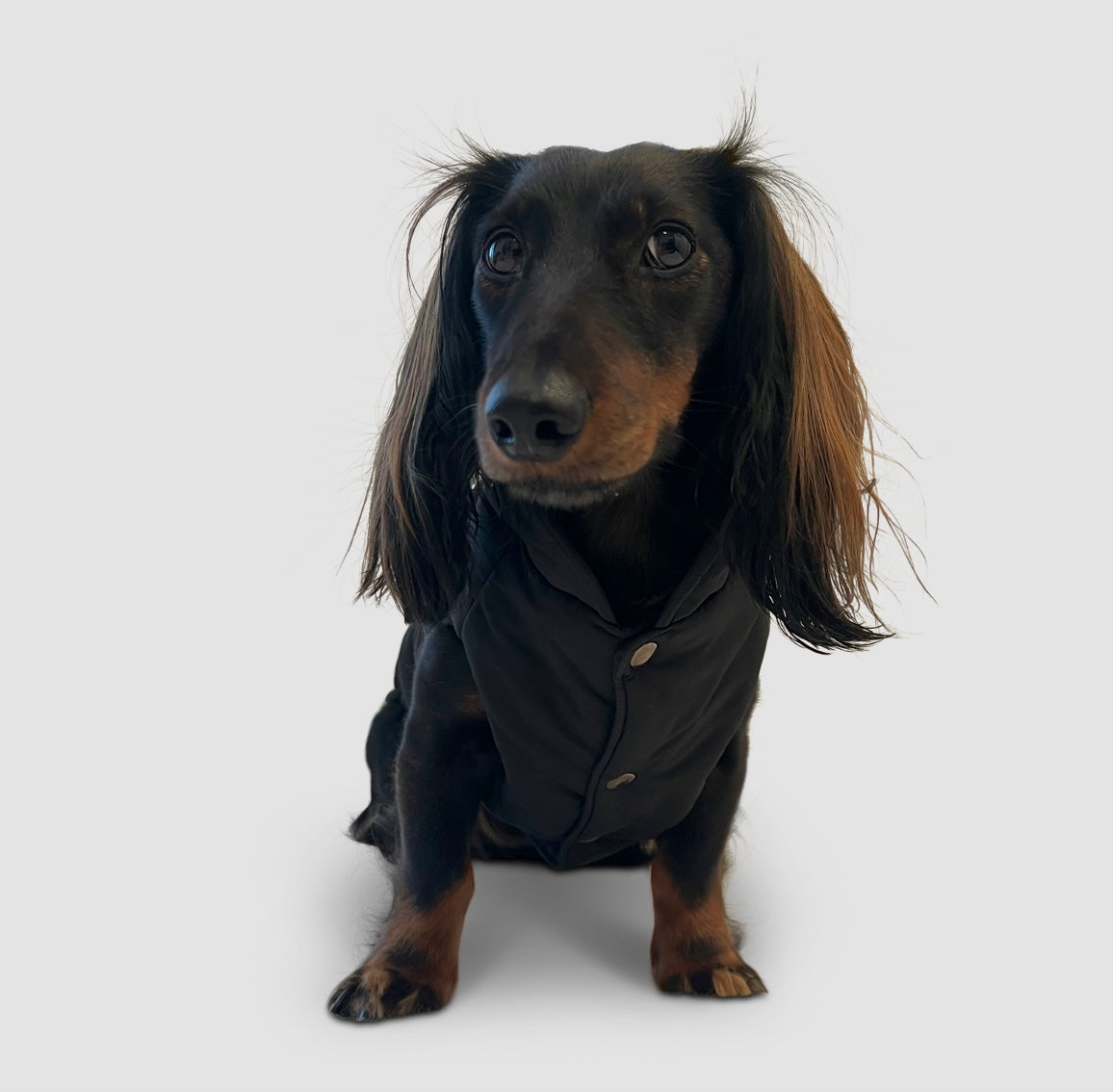 Dackel Hundemantel Cortina - black