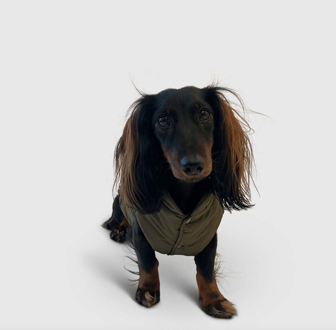 Dackel Hundemantel Cortina - olive