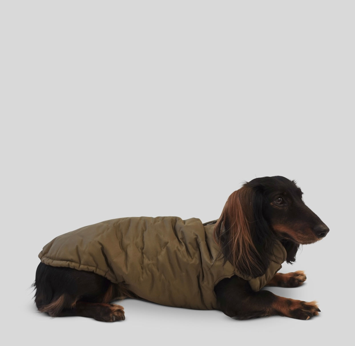 Dackel Hundemantel Cortina - olive