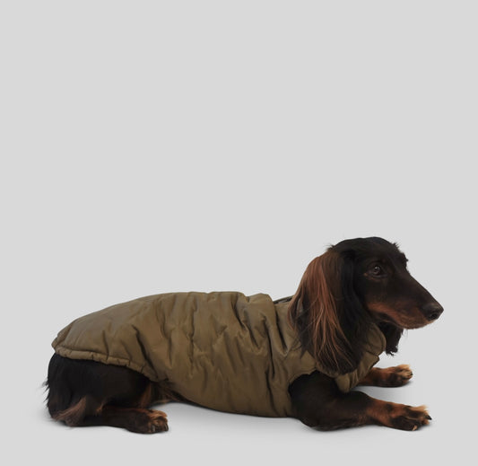 Dackel Hundemantel Cortina - olive