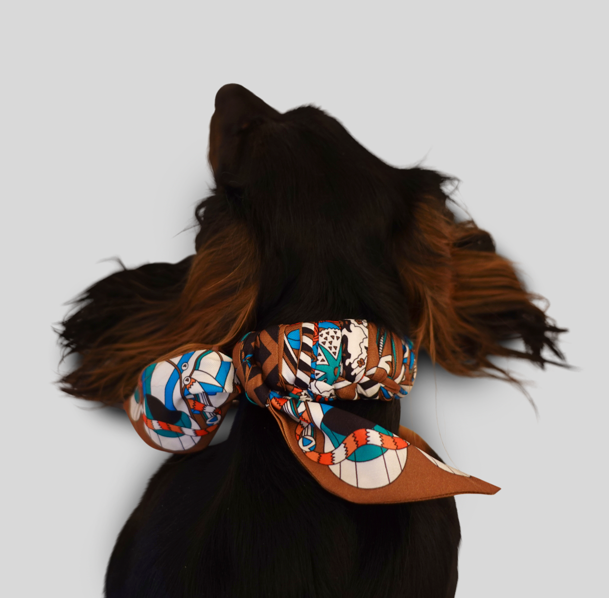 Dog collar Twilly Paris Éclat